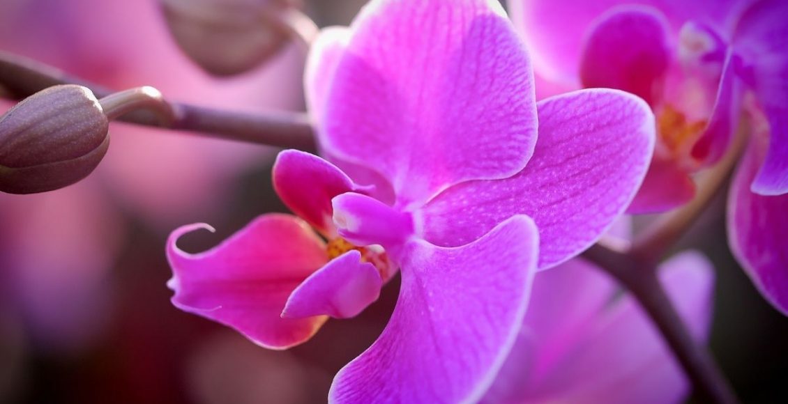 5 dicas importantes para orquídeas cultive com sucesso essa planta - Reprodução Canva