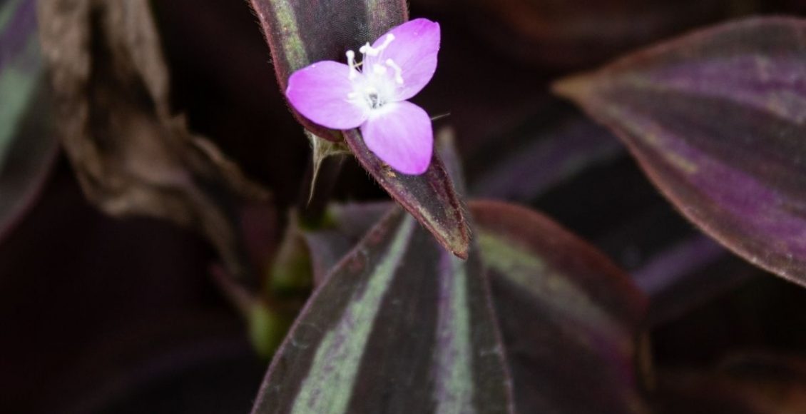 5 dicas para cultivar Lambari-roxo descubra como cuidar dessa planta - Reprodução Canva