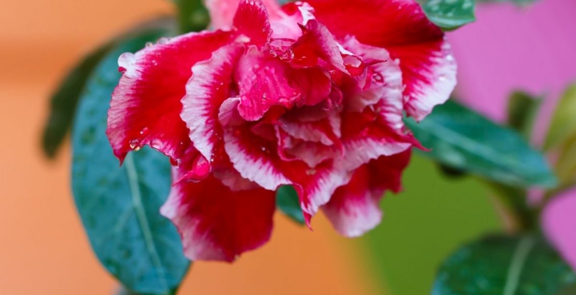 5 dicas sobre o que fazer com a rosa do deserto na época de chuva - Reprodução Canva