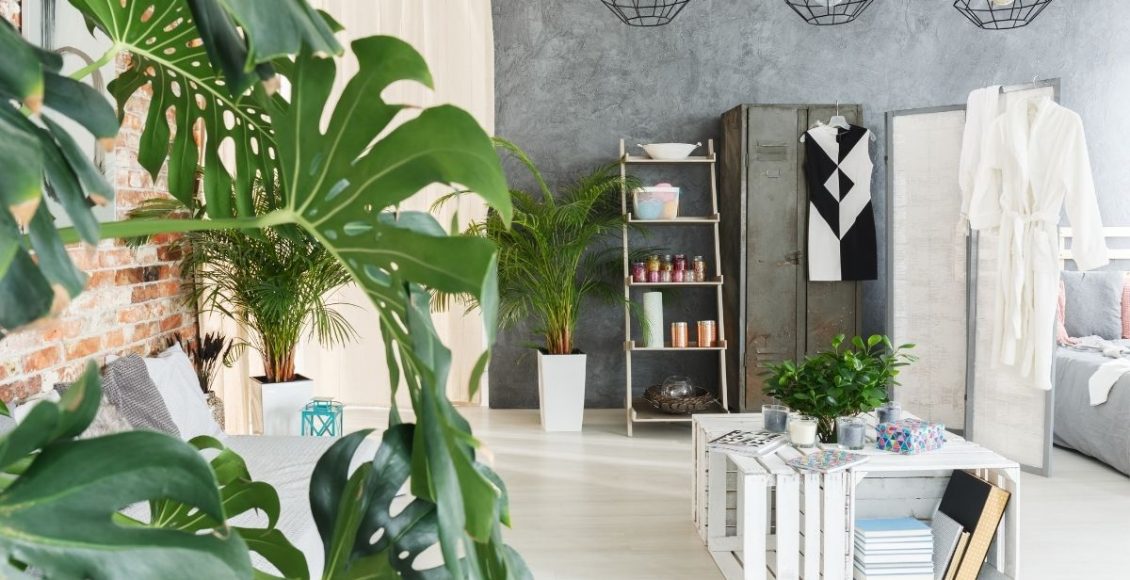 5 plantas que podem ser cultivadas no seu quarto descubra quais são - reprodução canva5 plantas que podem ser cultivadas no seu quarto descubra quais são - reprodução canva