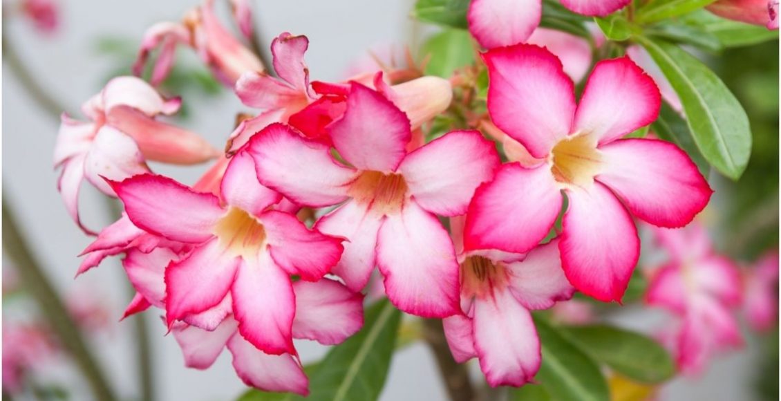 5 plantas que se dão bem em climas quentes! Lista especial de verão - Reprodução Canva