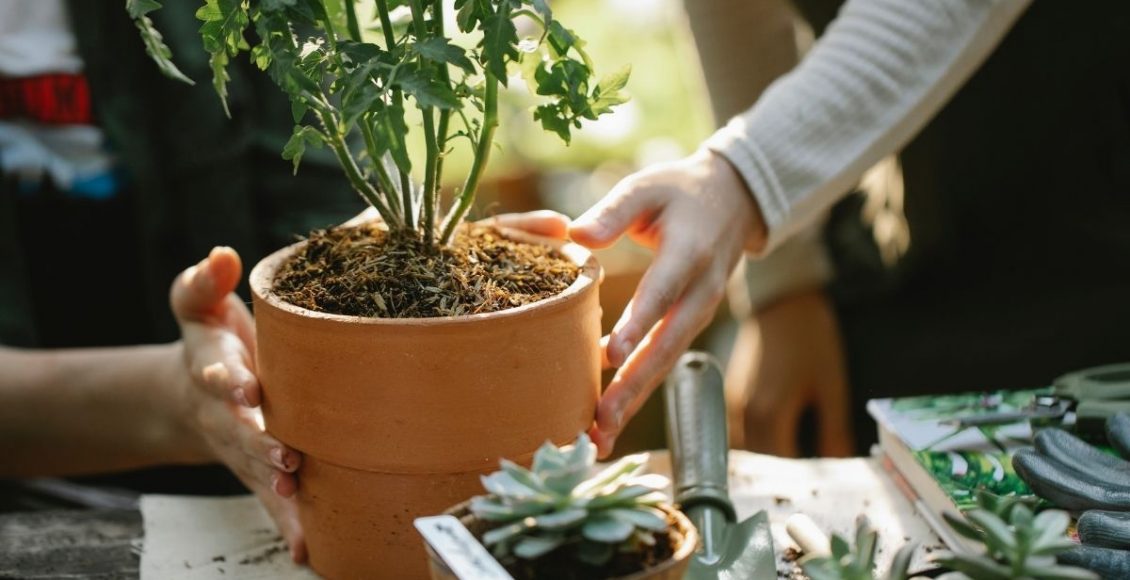 6 dicas para acertar de vez no cultivo das plantas vire um mestre - Reprodução canva