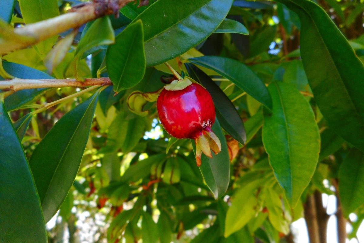 6 espécies de frutas que são nativas do Brasil conheça essas 6 frutas brasileiras - Reprodução Canva