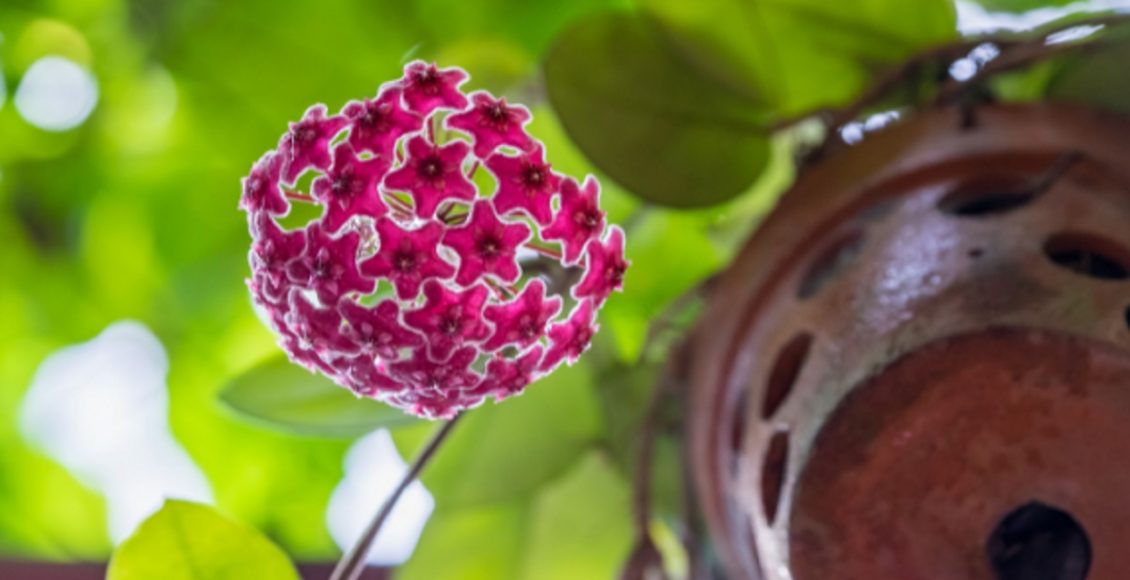 A flor-de-cera decora, levando mais vida e leveza aos ambientes da casa - Reprodução Canva