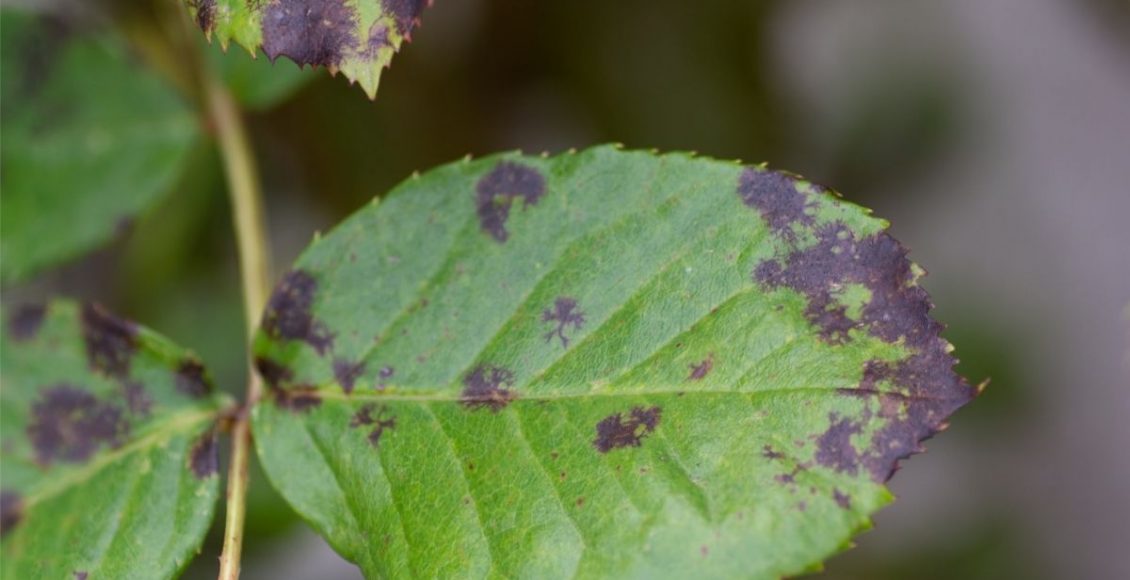 Acabe de vez com ácaros e fungos nas suas plantas; veja agora como resolver esse problema - Reprodução Canva