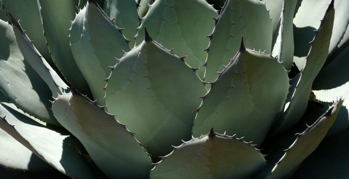 Agave saiba o que é e como consumi-la - reprodução CanvaAgave saiba o que é e como consumi-la - reprodução Canva