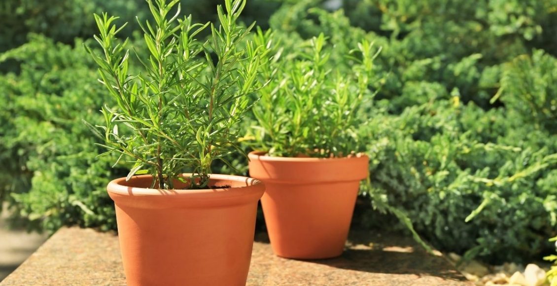 Alecrim: Como cultivar de forma bonita e simples no seu jardim — Reprodução do Canva.