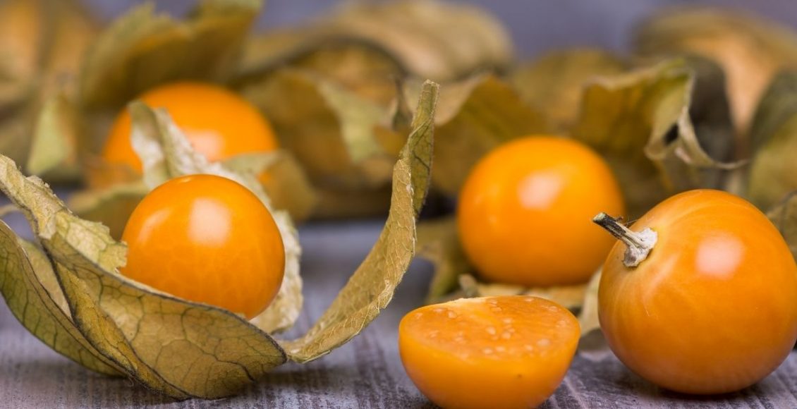 Camapu: aprenda a plantar em casa, a planta medicinal que combate Alzheimer. Reprodução: canva