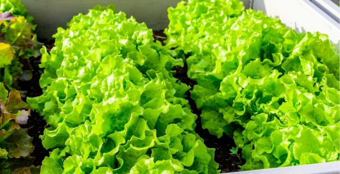 Alface: como fazer uma mini horta de forma simples e fácil. Aprenda agora — Reprodução do Canva.