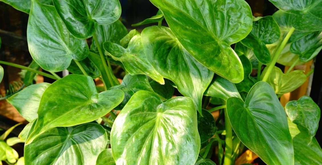 Alocásia cuculatta ou coração-de-boi dicas para essa planta ornamental - Reprodução canva