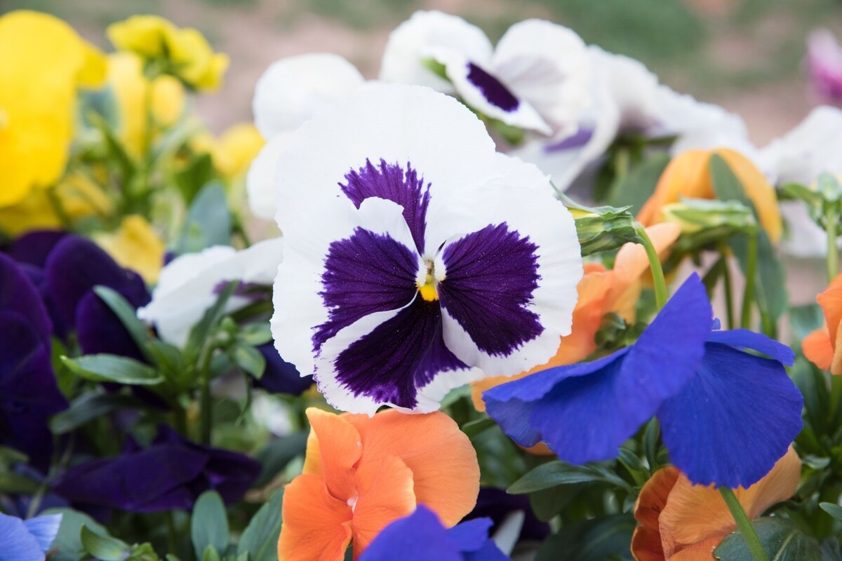 Amor perfeito: saiba dicas exclusivas para cultivar essa planta exuberante da Ásia Tropical