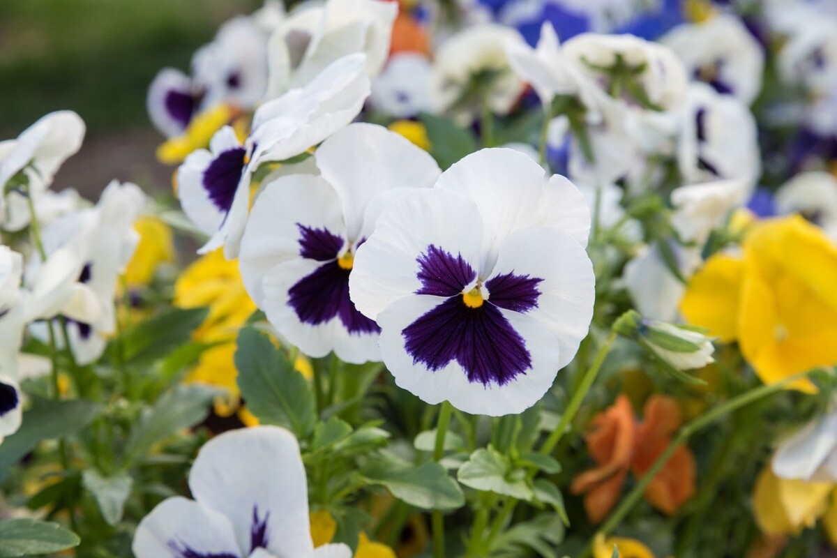 Amor perfeito: saiba dicas exclusivas para cultivar essa planta exuberante da Ásia Tropical 