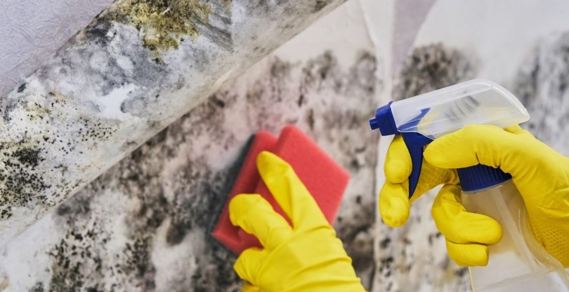 Antimofo caseiro - Reprodução Canva