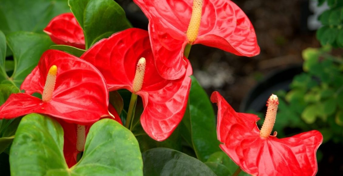 Antúrio descubra como cuidar dessa planta em casa - reprodução Canva