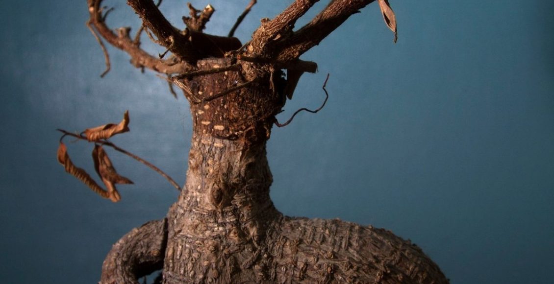 Apodrecimento de raízes descubra as causas desse problema nas plantas - Reprodução Canva