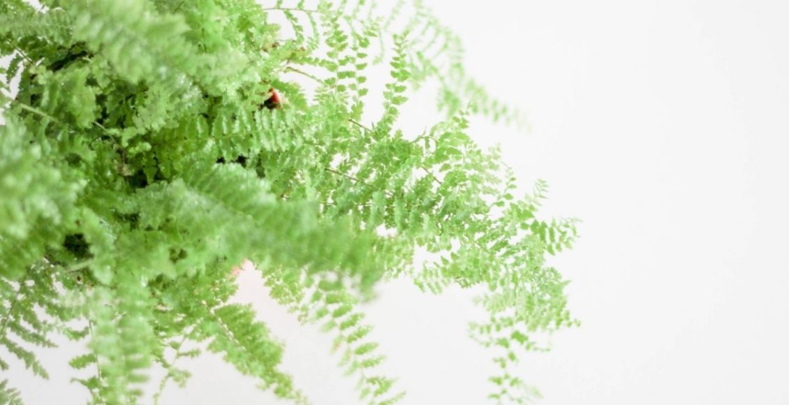 Aprenda a cuidar de Samambaia dentro de casa - reprodução Canva