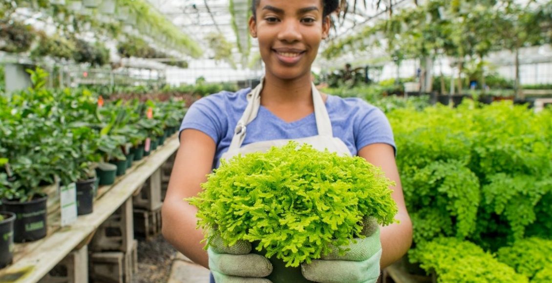 Aprenda a escolher plantas saudáveis com essas dicas confira - Reprodução Canva