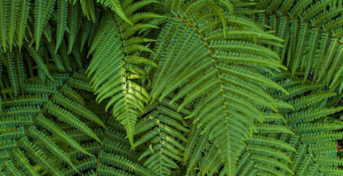 Aprenda como cuidar da sua Samambaia em casa - reprodução Canva