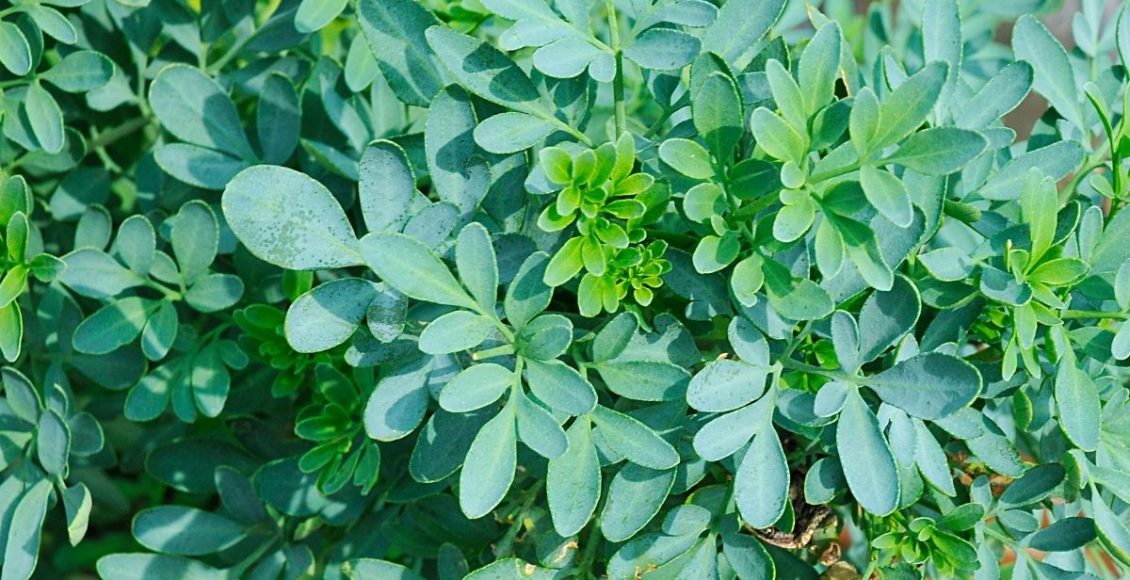 Arruda: aprenda a cuidar dessa planta considerada da sorte - reprodução: Canva