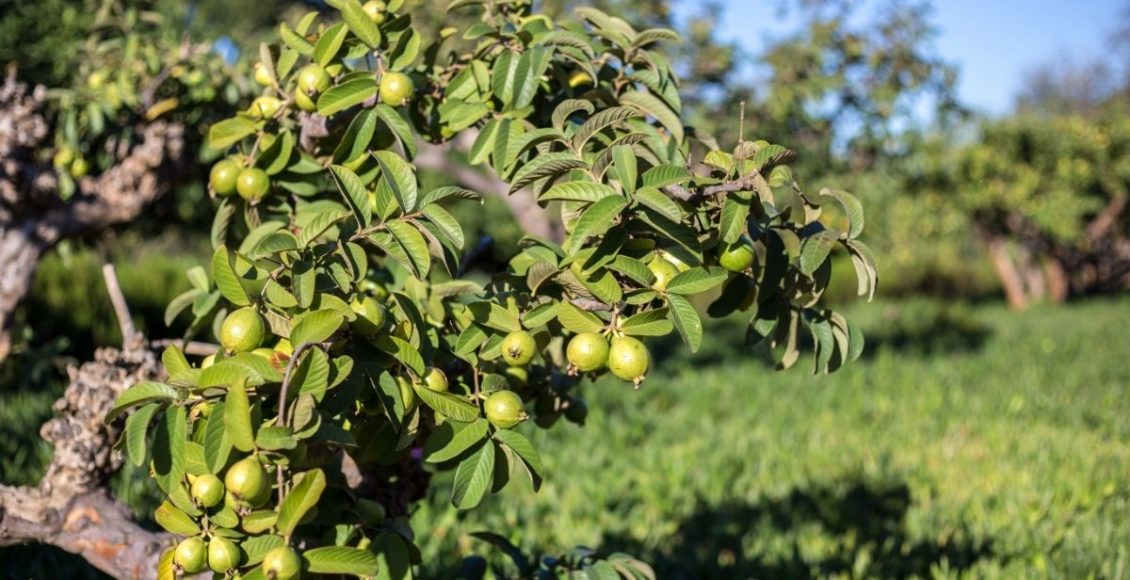 As 4 árvores frutíferas que produzem o ano todo! Fruta sem miséria - Reprodução Canva (1)