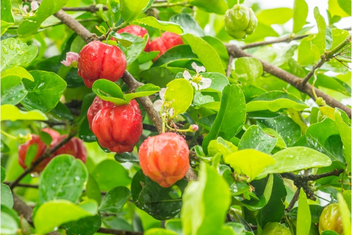 As 4 árvores frutíferas que produzem o ano todo! Fruta sem miséria - Reprodução Canva