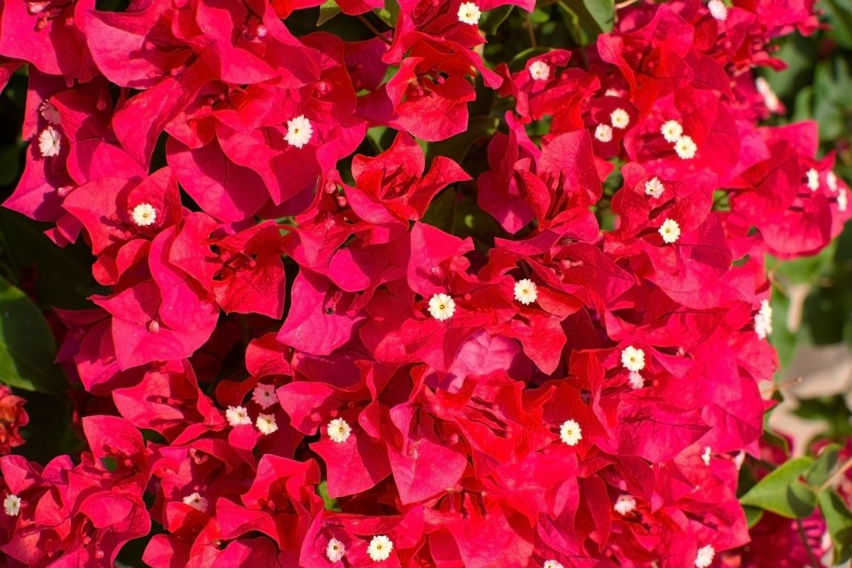 As melhores dicas de poda para a sua primavera deixe a sua planta ainda mais linda - Reprodução Canva (1)As melhores dicas de poda para a sua primavera deixe a sua planta ainda mais linda - Reprodução Canva (1)