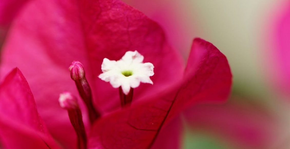 As melhores dicas de poda para a sua primavera deixe a sua planta ainda mais linda - Reprodução Canva