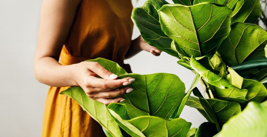 As melhores espécies de plantas para cultivar no seu apartamento - Reprodução Canva