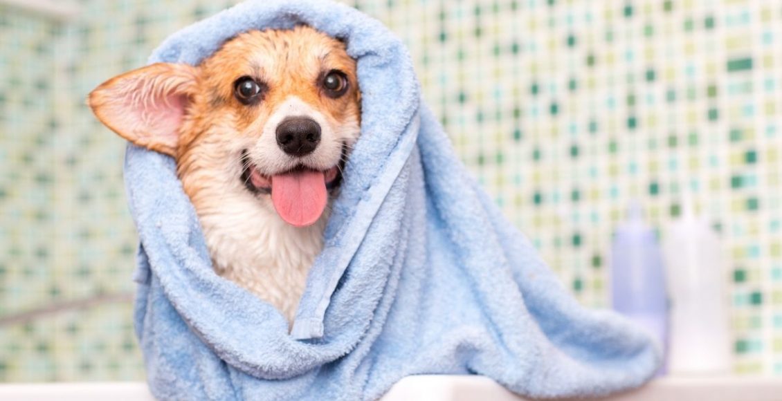 Banho no cachorro - Reprodução Canva