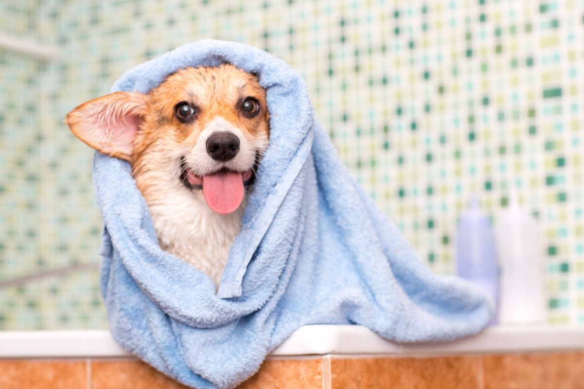 Banho no cachorro - Reprodução Canva