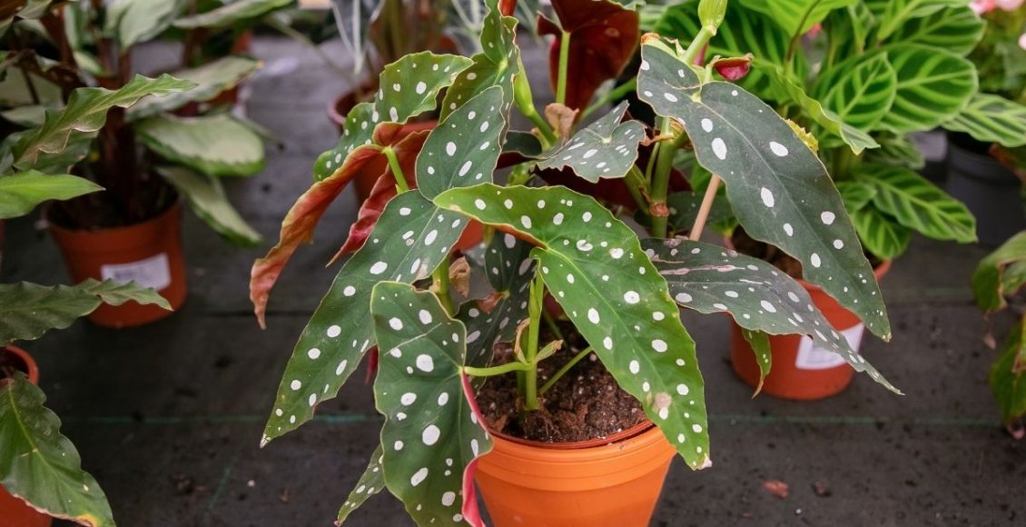 Begônia Maculata - reprodução Canva