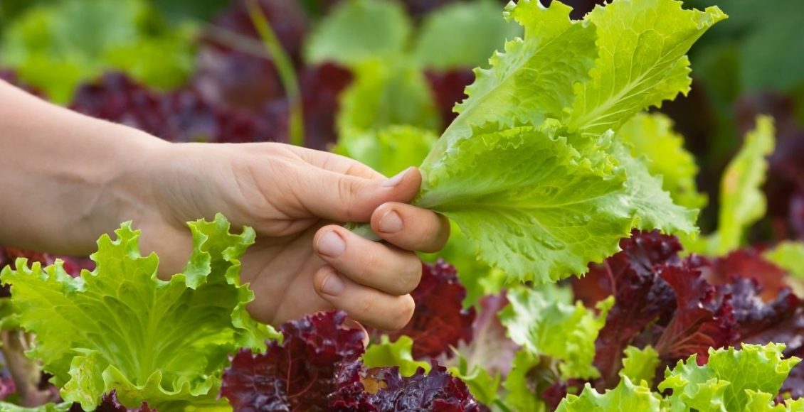 Benefícios do alface - reprodução Canva