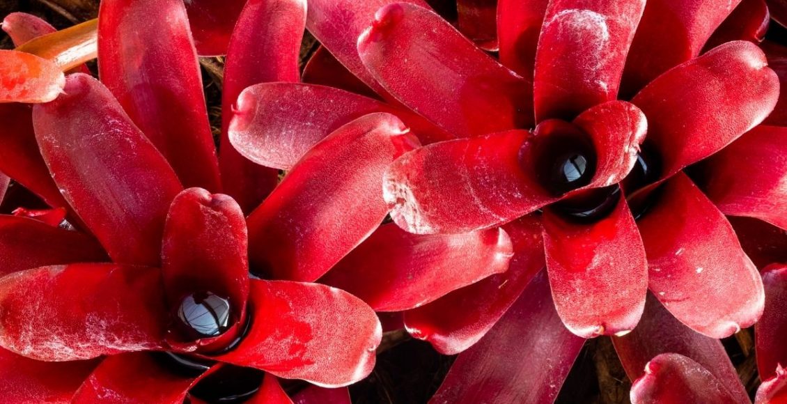 Bromélia: dicas para cultivar a planta do BBB 22. Confira agora — Reprodução do Canva.