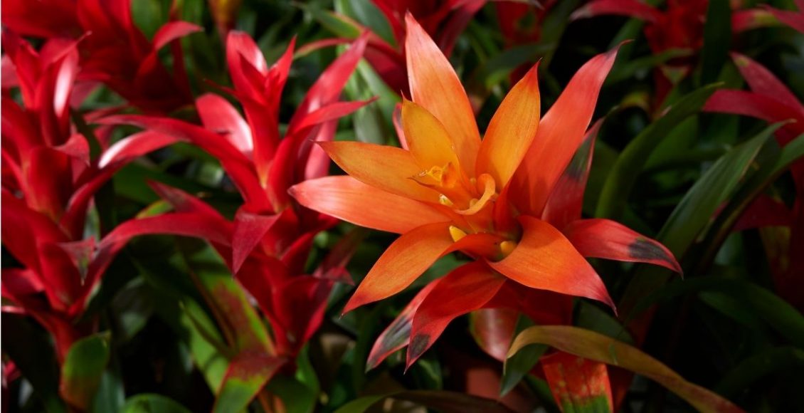 Bromélias - reprodução Canva