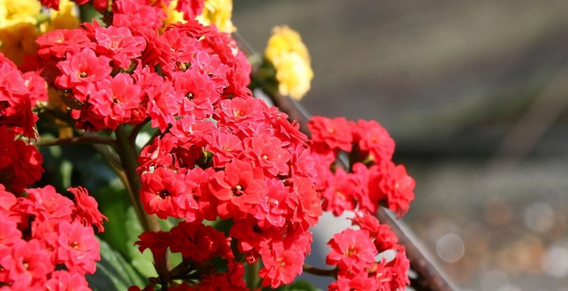 Calandivas e Kalanchoes dicas para salvar essas plantas e florir outra vez - Reprodução Canva