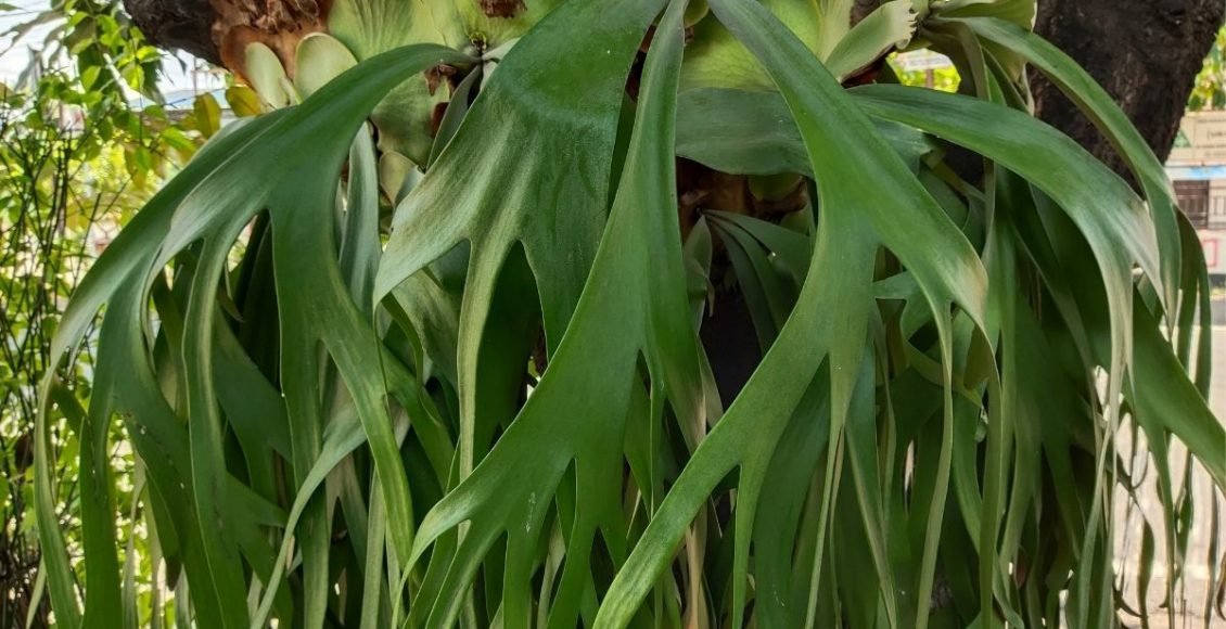 Chifre de veado dicas de cultivo para essa planta diferente - Reprodução Canva