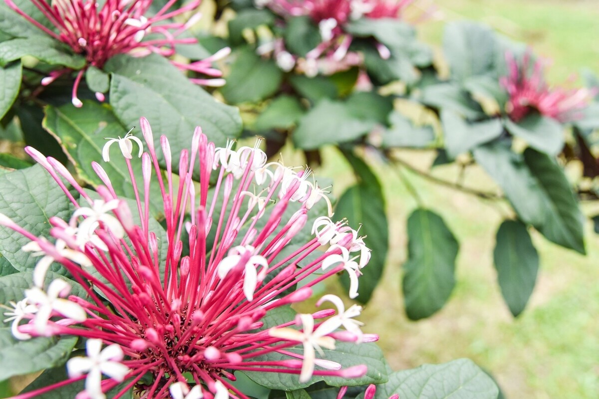 Clerodendro cotonete: acompanhe dicas para cuidar desse arbusto - Fonte: Canva