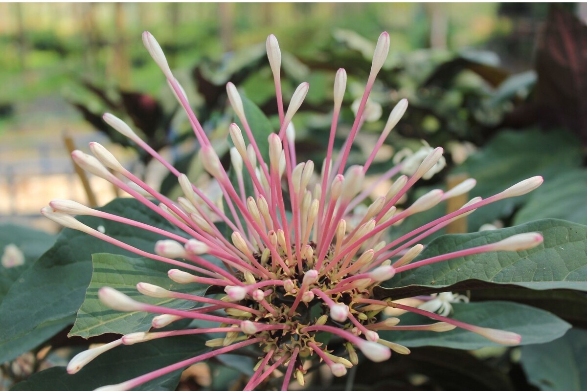 Clerodendro cotonete: acompanhe dicas para cuidar desse arbusto - Fonte: Canva