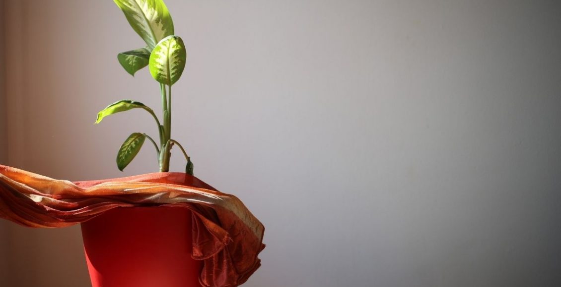 Comigo-ninguém-pode dicas de cultivo para essa planta famosa - Reprodução Canva