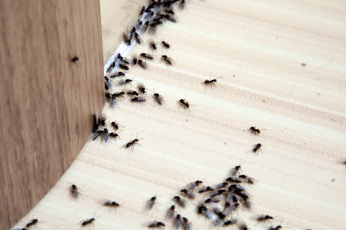 Como acabar com formigas - Reprodução Canva