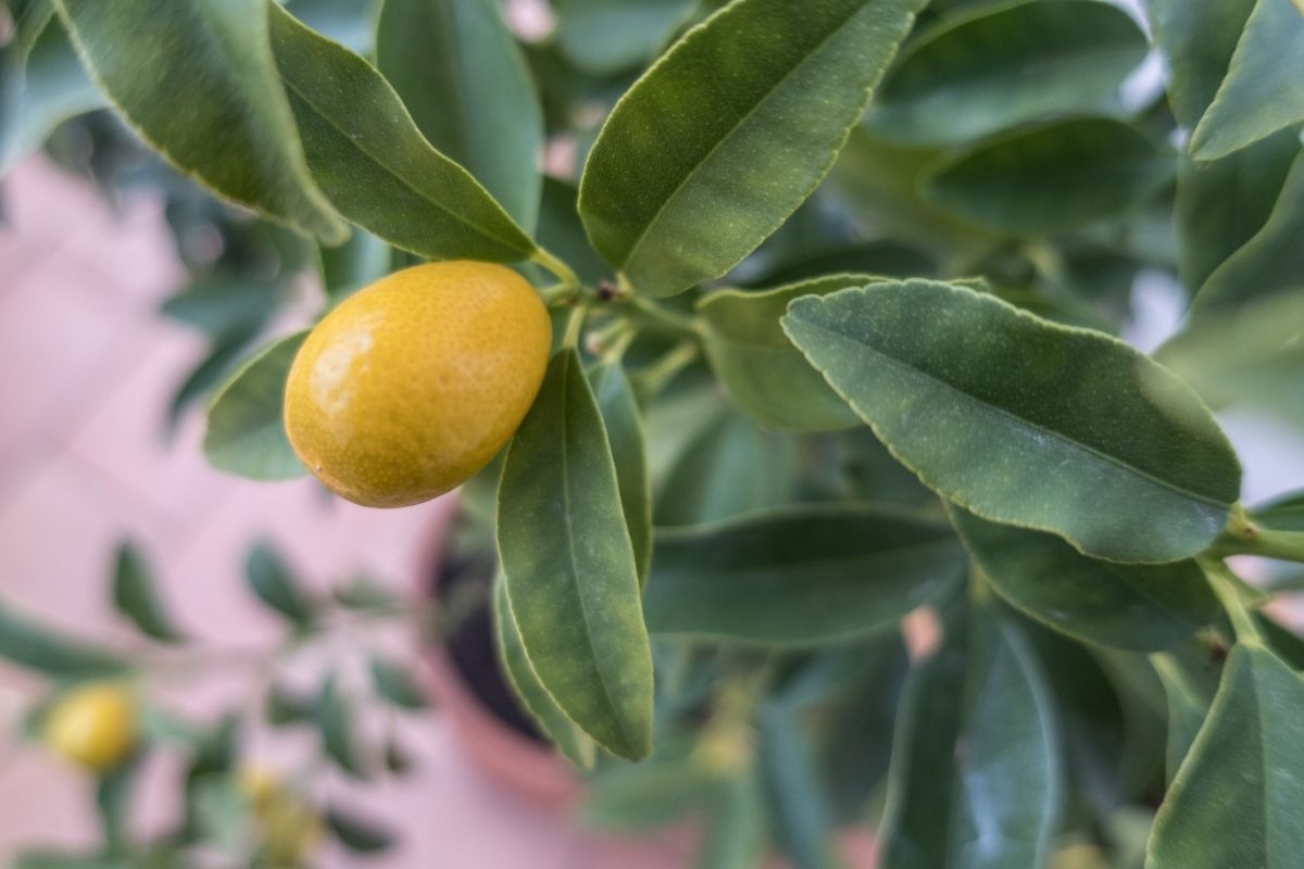 Como cultivar mudas de frutíferas dentro do apartamento Guia de cultivo - Reprodução Canva (1)