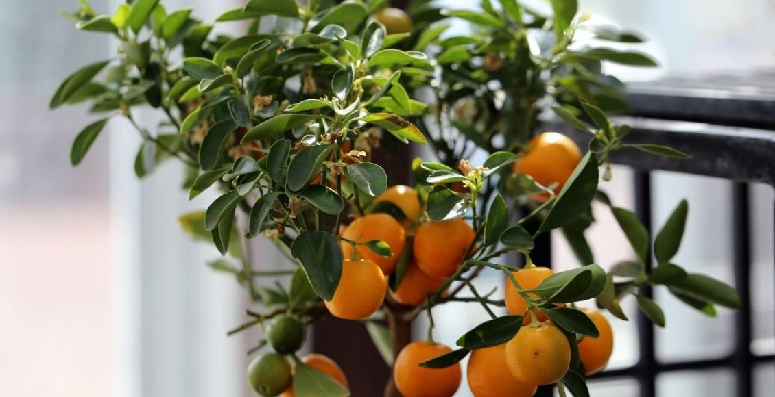 Como cultivar mudas de frutíferas dentro do apartamento Guia de cultivo - Reprodução Canva