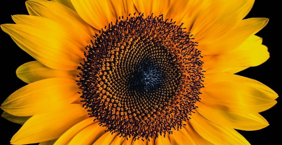 Como cultivar um girassol pequeno Dicas para a germinação e manutenção - Reprodução Canva (1)