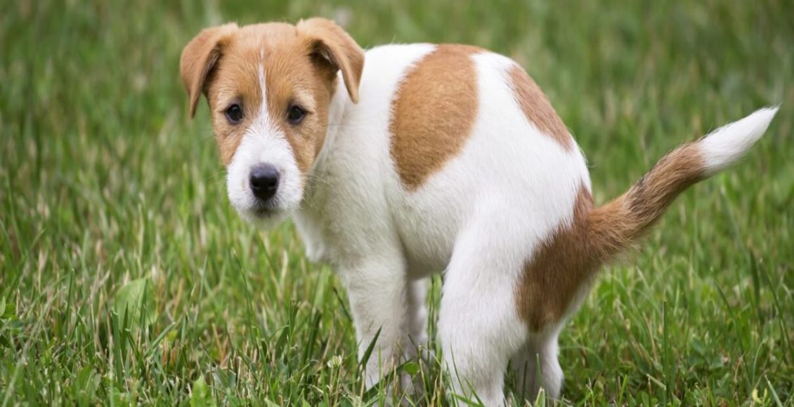 Shampoo de alecrim para cachorro: tire todas as pulgas com essa receita fácil - Fonte: Pixabay