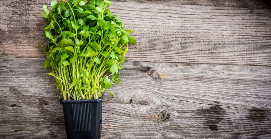 Como fazer mudas de coentro a erva polêmica, amada e odiada pelos brasileiros - Reprodução Canva (1)