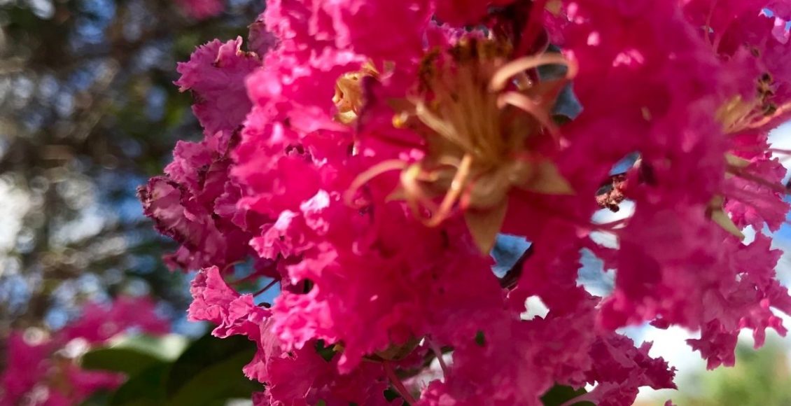 Como fazer para ter em casa resedá de jardim Conheça essa árvore de paisagismo urbano que deixa as ruas lindas - Reprodução Canva