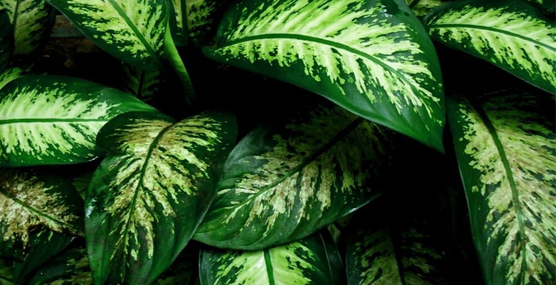 Como plantar Comigo-ninguém-pode - Reprodução Canva