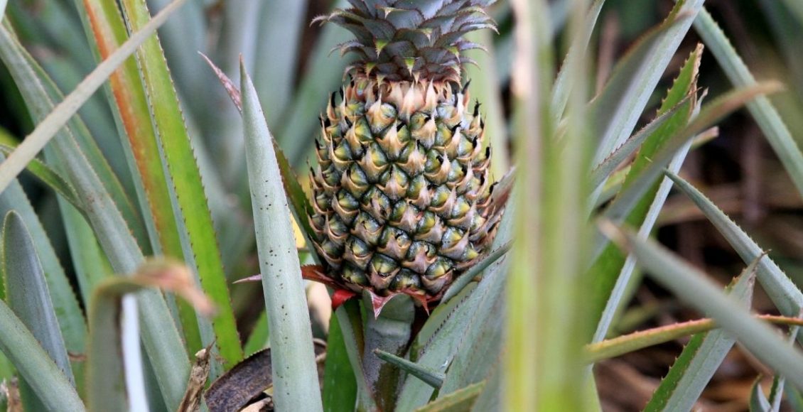 Casca do abacaxi - Reprodução Canva