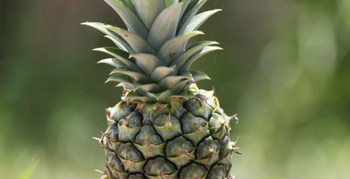 Como plantar abacaxi no vaso - Reprodução Canva