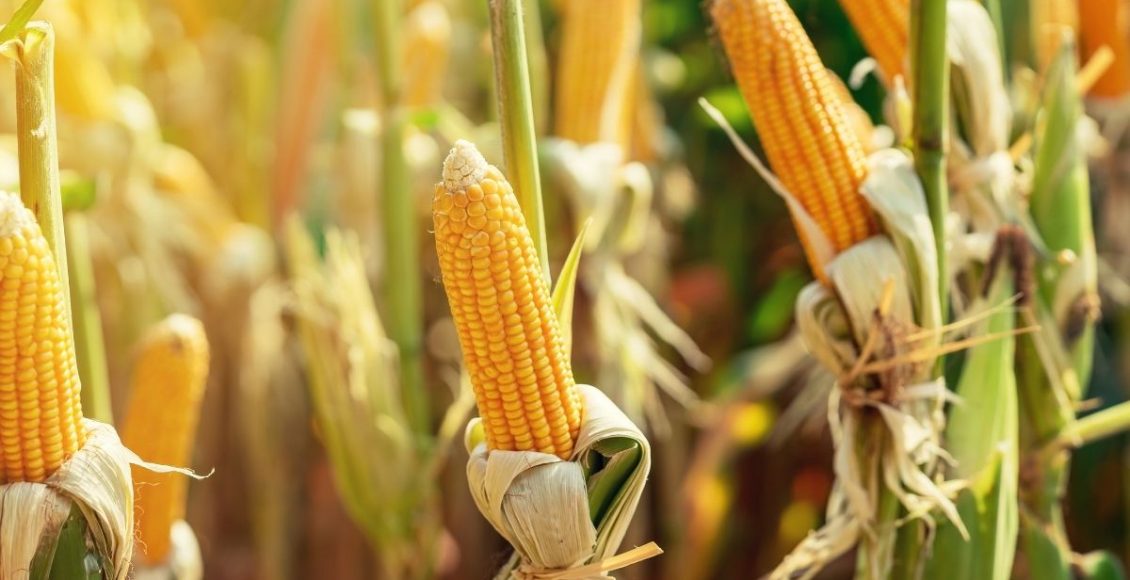 Como plantar milho - Reprodução Canva